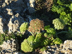 Daucus carota halophilus