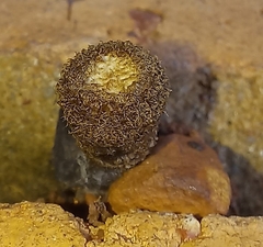 Cyathus striatus