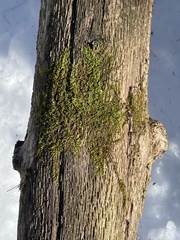 Callicladium imponens