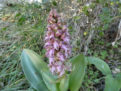 Himantoglossum robertianum