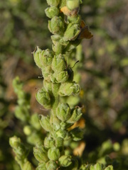 Verbascum sinuatum