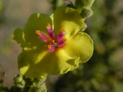 Verbascum sinuatum