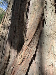 Calocedrus decurrens