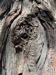 Calocedrus decurrens