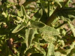 Verbascum sinuatum