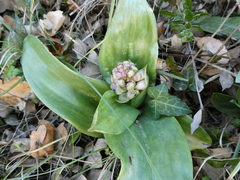 Himantoglossum robertianum