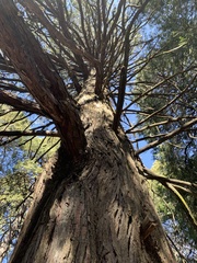 Calocedrus decurrens