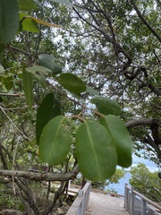 Laguncularia racemosa