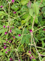 Alternanthera porrigens