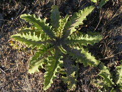 Verbascum sinuatum