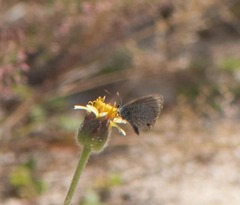 Hemiargus hanno