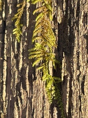 Callicladium imponens