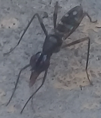 Cardiacephala guttata