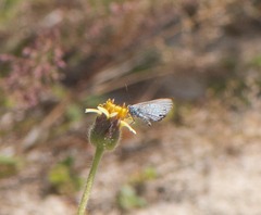 Hemiargus hanno