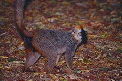 Red-Fronted Brown Lemur photo 5