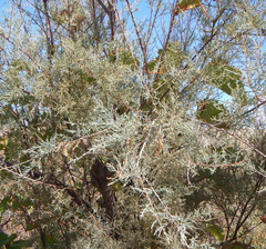 Tamarix