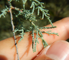 Tamarix