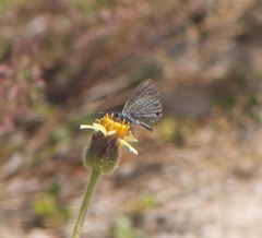 Hemiargus hanno