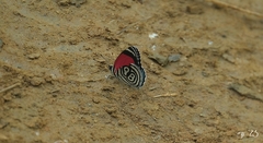 Diaethria clymena