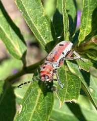 Tetraopes annulatus