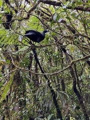 Chamaepetes unicolor