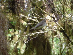 Myiarchus magnirostris