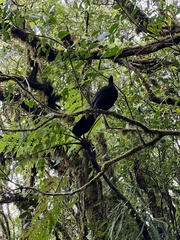 Chamaepetes unicolor