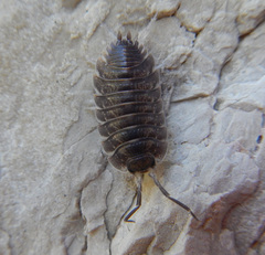 Oniscidea