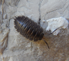 Oniscidea