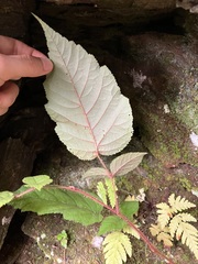 Rubus wallichianus