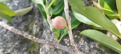 Ficus pertusa