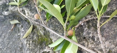Ficus pertusa