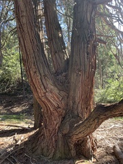 Calocedrus decurrens