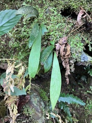 Antrophyum formosanum