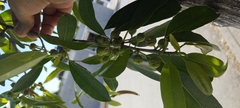Ficus pertusa