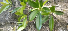Ficus pertusa