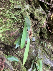 Antrophyum formosanum