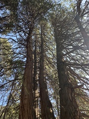 Calocedrus decurrens