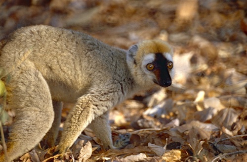 Red-fronted Brown Lemur