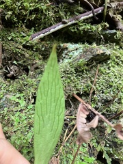Antrophyum formosanum