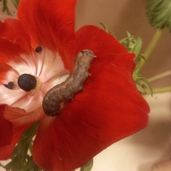 Spodoptera littoralis