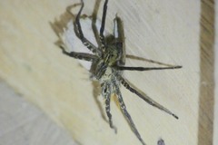 Cupiennius coccineus