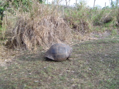 Chelonoidis niger