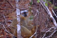 Red-Fronted Brown Lemur photo 2