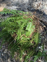 Polystichum imbricans