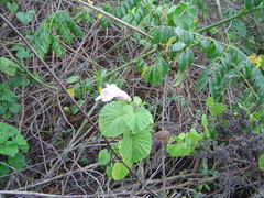 Ipomoeeae