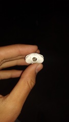Ctenomys