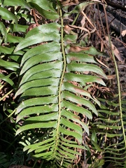 Polystichum imbricans