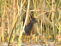 Porzana spiloptera