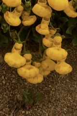 Calceolaria polyrhiza